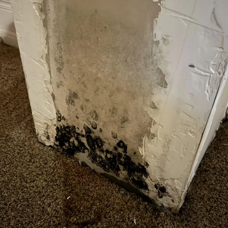 Professional Mold Removal in Burlington, CO